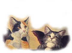 Catz 23